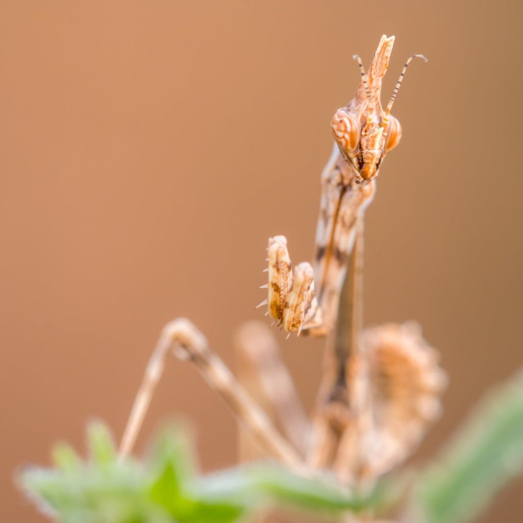 a macro shot of a brown mantis