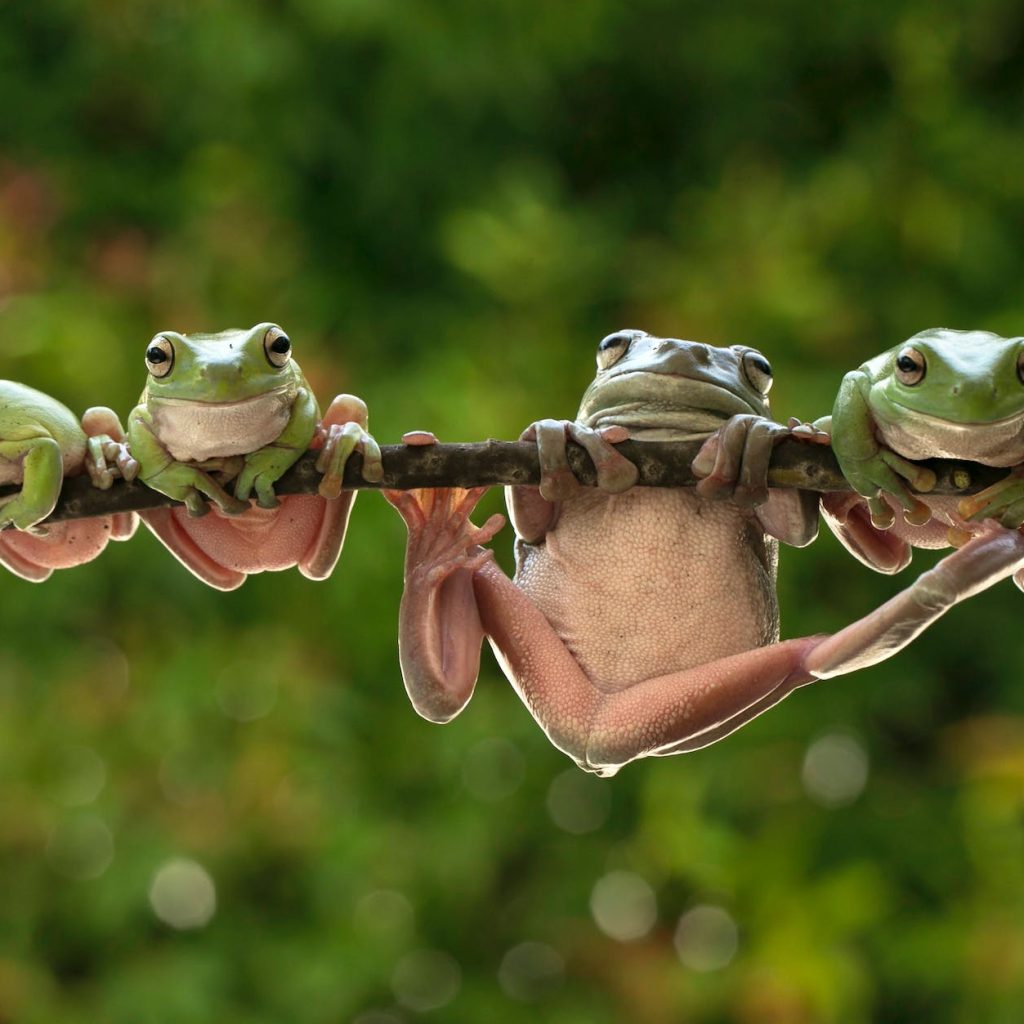 close up shot of green frogs hanging on a tree branch