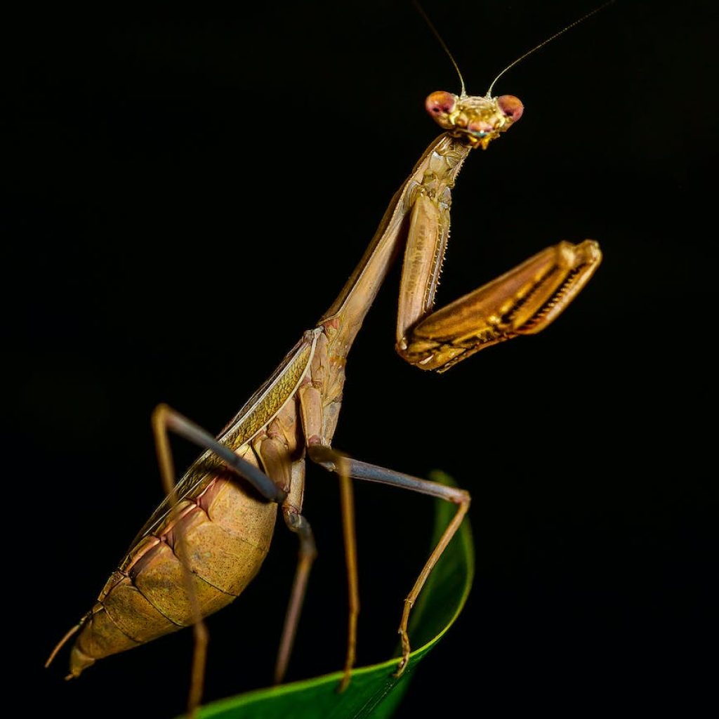 brown praying mantis in close up photography