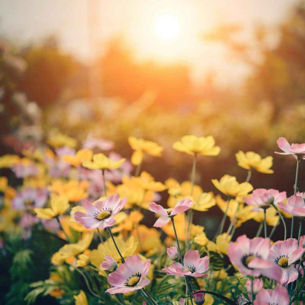 pink and yellow flowers in bloom