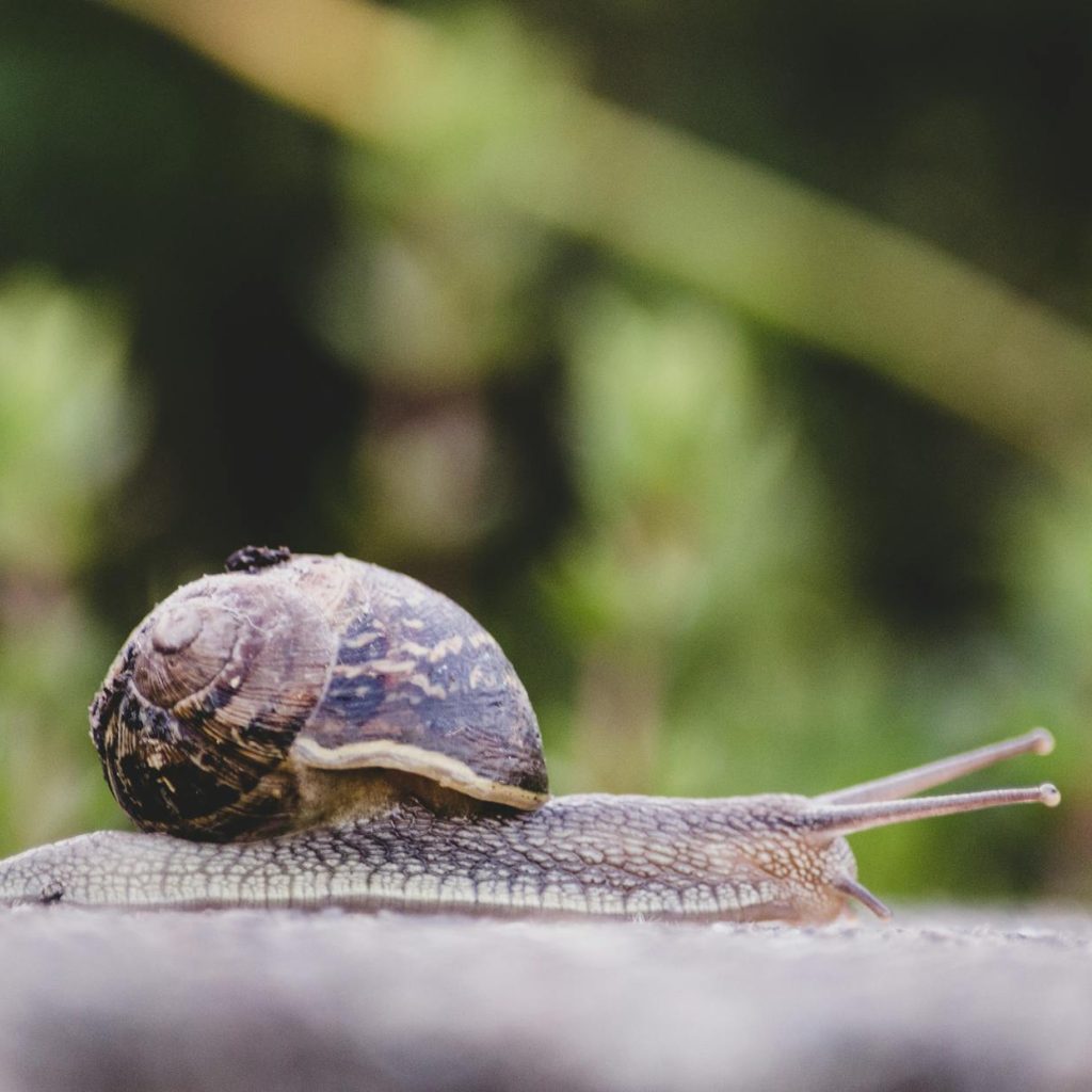 selective focus photography of snail