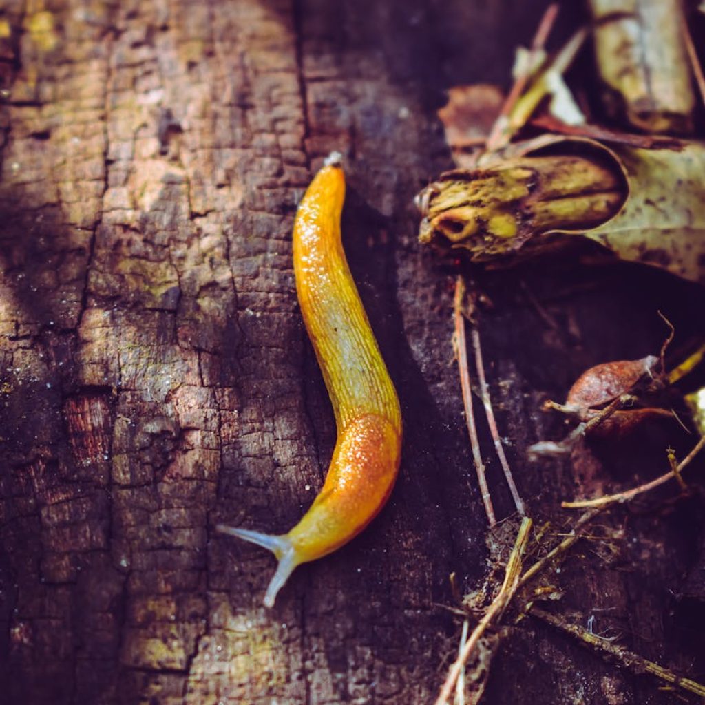 yellow slug