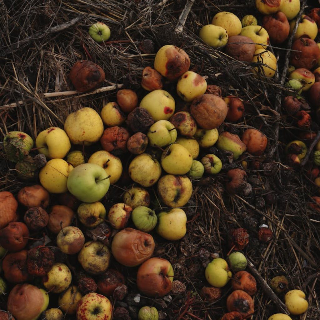 rotten apples on ground