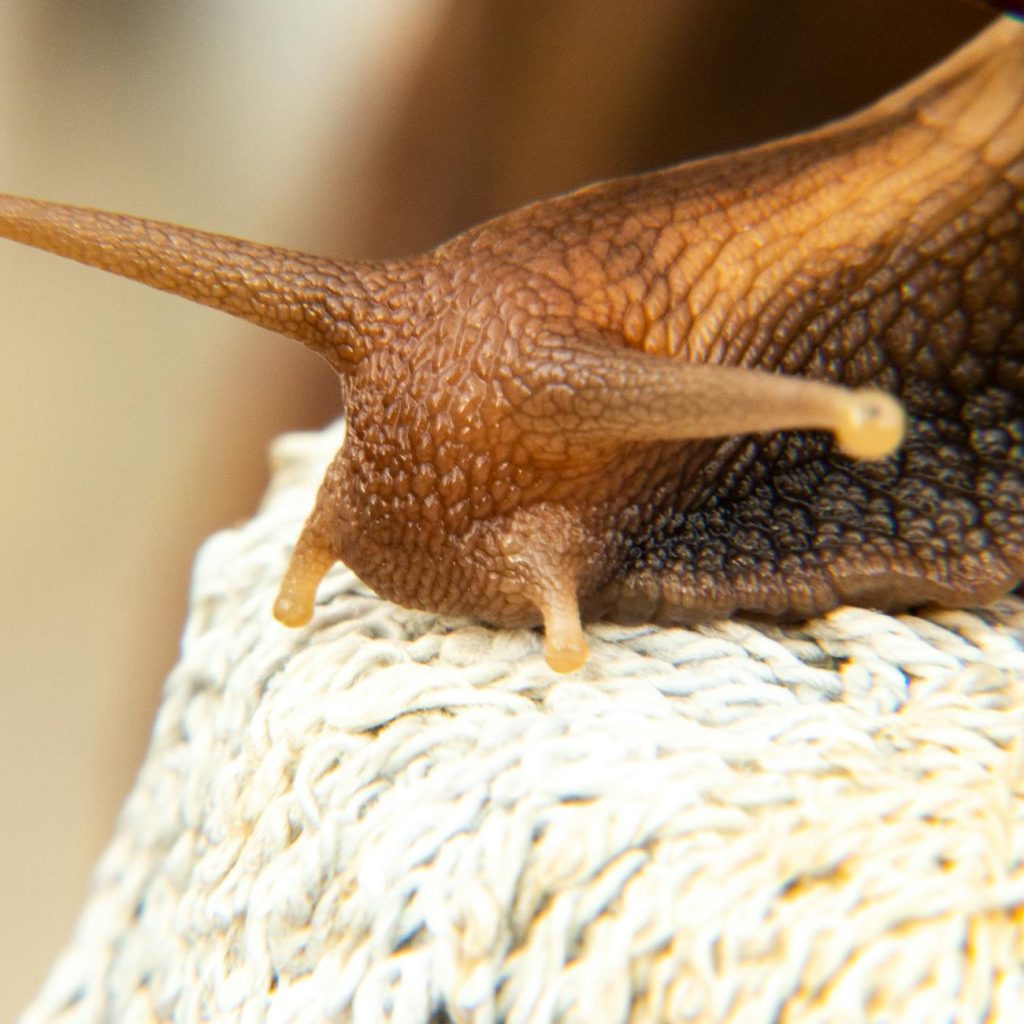 extreme close up of snail