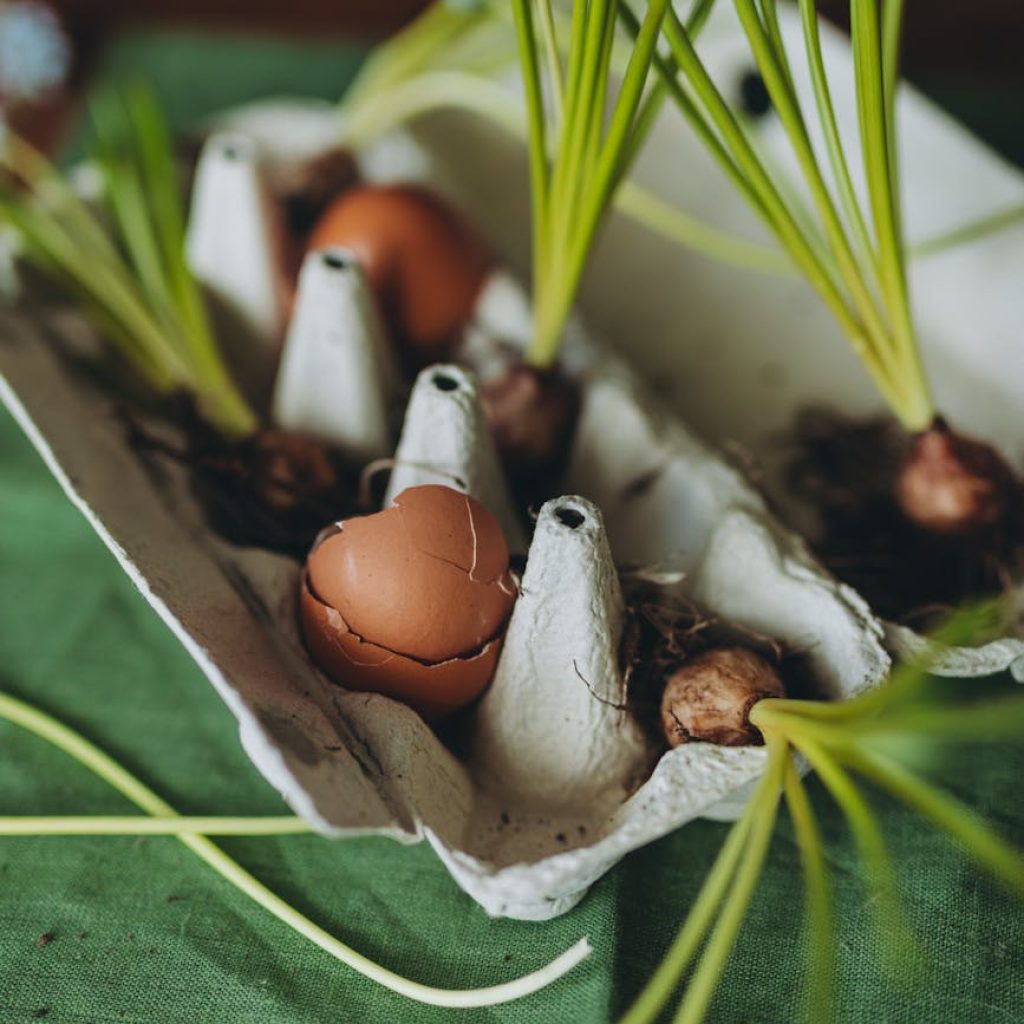 still life with spring onions in an egg box