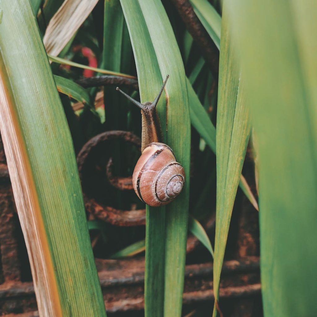 snail on grass