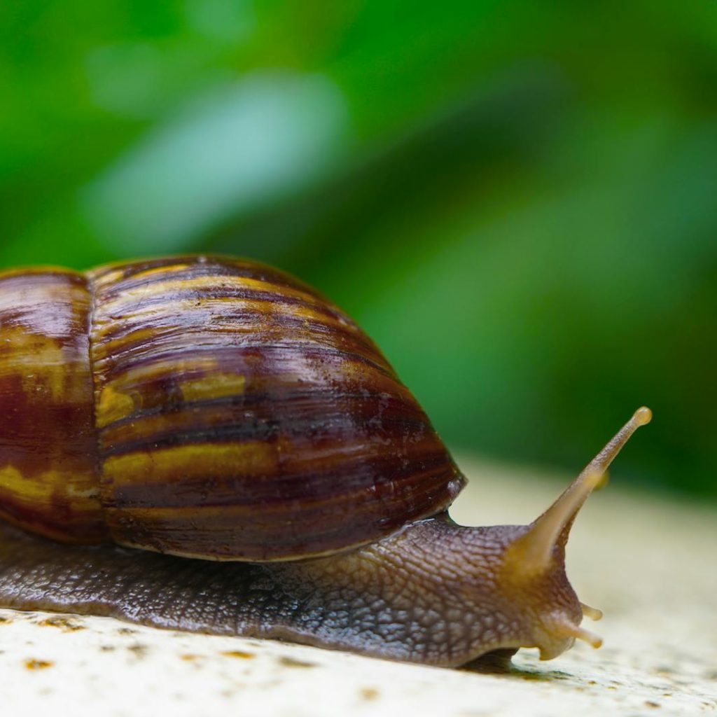 snail on rock