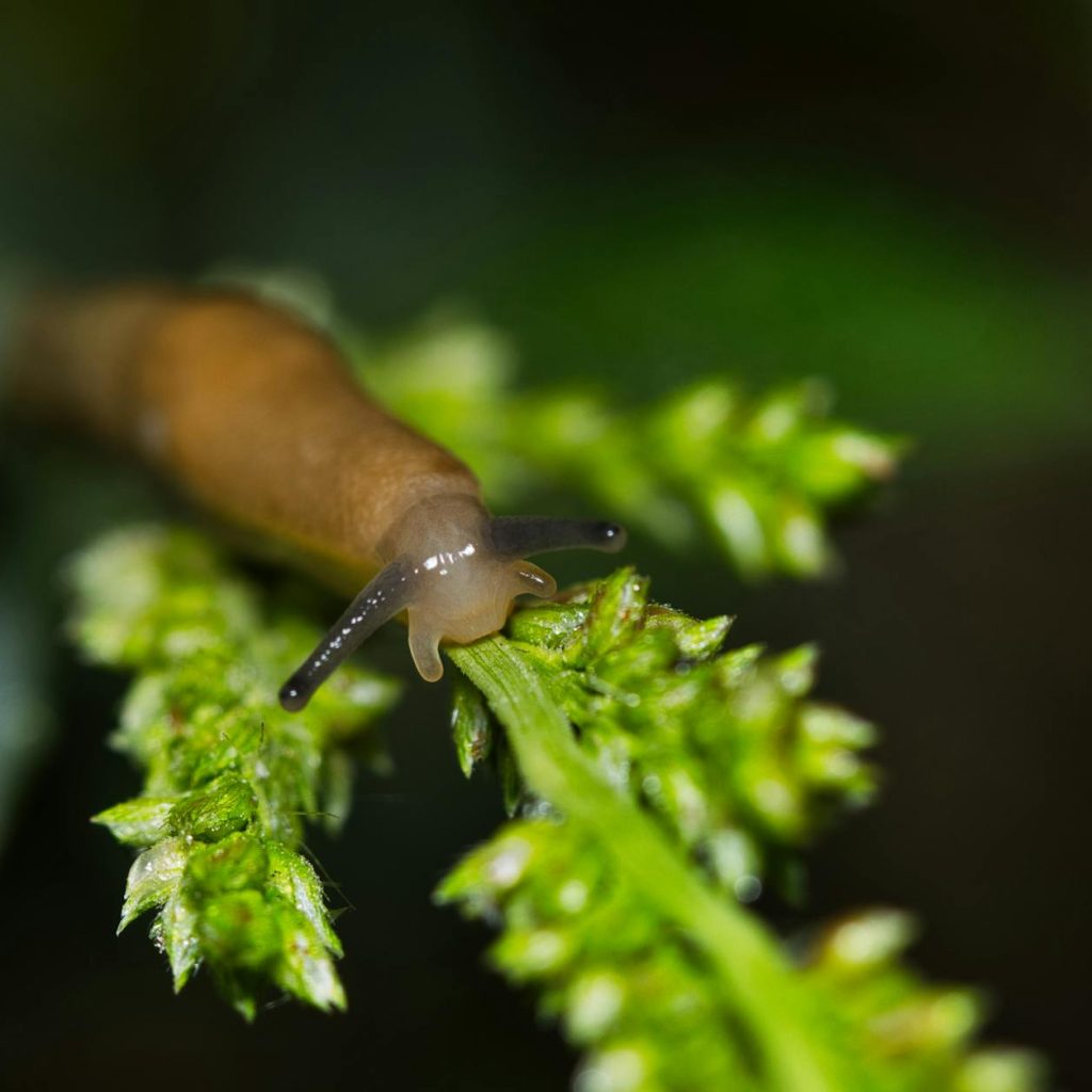 macro shot of a slug on green foliage