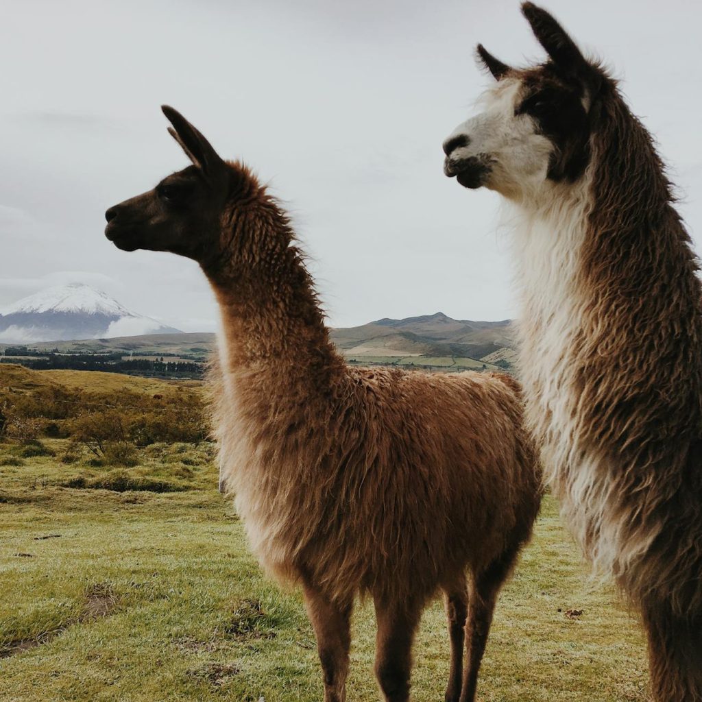 llamas grazing in the andes mountains landscape