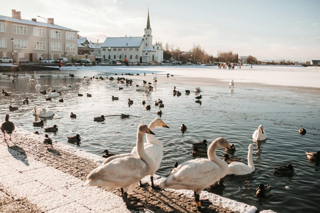 geese on a paved sidewalk near a pond